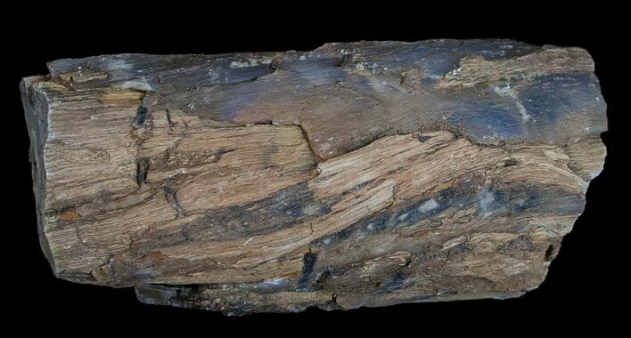 Unpolished Petrified Wood Limb - Blue Forest #6218